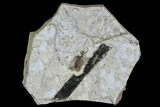 Fossil March Fly (Plecia) & Plant Limb - Green River Formation #95839-1